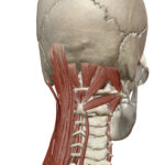 3D人体模型図筋肉中間層