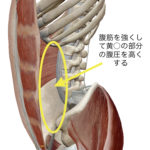 腹圧の解説(3D解剖図)