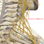 神経の走行を示した骨模型