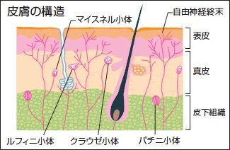 円皮鍼の貼り方や効果を1から徹底解説 自宅でできる鍼治療 ゆうき鍼灸接骨院